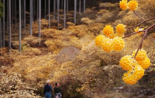 山の頂上部を温かい黄色で埋め尽くすミツマタ＝丹波市青垣町大名草