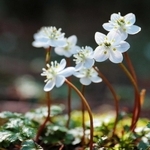 木漏れ日を受けて柔らかに輝くバイカオウレン＝１１日、松隣寺