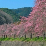 「適地適桜」の一例で、鮮やかなピンク色を特徴とするオカメザクラの並木＝丹波篠山市大山宮