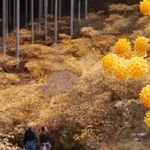 山の頂上部を温かい黄色で埋め尽くすミツマタ＝丹波市青垣町大名草