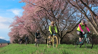 満開の桜の下を自転車で駆け抜けた参加者たち＝丹波市氷上町日比宇