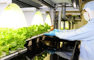 高濃度水素水でレタスを栽培している工場内の様子。レタスの成長が進みやすく、根も太く長い＝丹波篠山市八上内