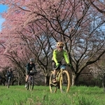 満開の桜の下を自転車で駆け抜けた参加者たち＝丹波市氷上町日比宇