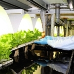 高濃度水素水でレタスを栽培している工場内の様子。レタスの成長が進みやすく、根も太く長い＝丹波篠山市八上内