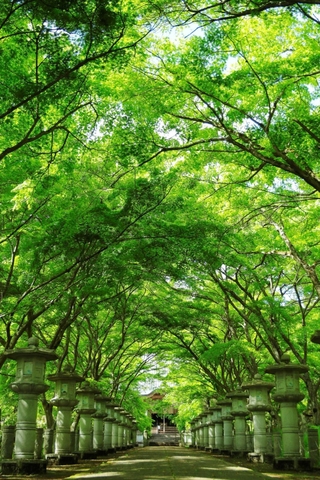 みずみずしい新緑に彩られた境内＝高山寺
