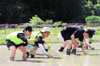 田植えを体験する参加者たち＝丹波篠山市不来坂