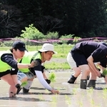 田植えを体験する参加者たち＝丹波篠山市不来坂