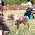 イベントでトリックに挑戦するボーダーコリーと家族ら＝グランドロックキャッスル