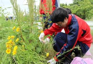 黄色い花を付けたオオキンケイギクを引き抜く生徒＝丹波市青垣町西芦田