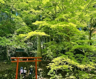 青もみじの中を参拝する親子＝洞光寺
