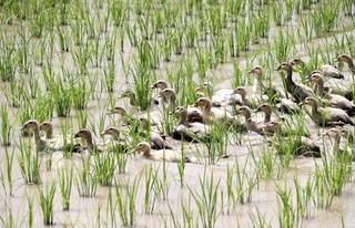 隊列を組み、水をかき混ぜながら泳ぐアイガモの群れ＝丹波篠山市西吹