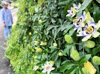 ギャラリーの前で独特の形の花を咲かせたトケイソウ＝丹波市氷上町御油