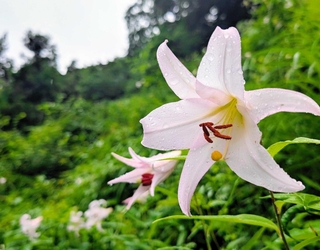 雨にぬれたササユリの花＝法円寺
