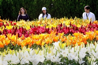 大輪の花を咲かせたユリ＝ささやま玉水ゆり園
