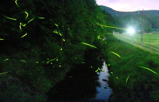 里山の川辺を飛び交うホタルの光＝16日夜、丹波篠山市内（約30秒間露光）