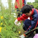 黄色い花を付けたオオキンケイギクを引き抜く生徒＝丹波市青垣町西芦田