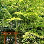 青もみじの中を参拝する親子＝洞光寺