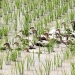 米づくりのかわいい味方　アイガモひな、すくすく　900羽が「田んぼデビュー」へ　丹波篠山