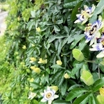ギャラリーの前で独特の形の花を咲かせたトケイソウ＝丹波市氷上町御油
