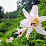 雨にぬれたササユリの花＝法円寺
