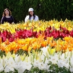 大輪の花を咲かせたユリ＝ささやま玉水ゆり園