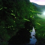 里山の川辺を飛び交うホタルの光＝16日夜、丹波篠山市内（約30秒間露光）