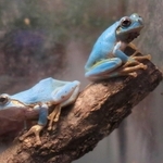 相次いで見つかった青色のニホンアマガエル＝青垣いきものふれあいの里