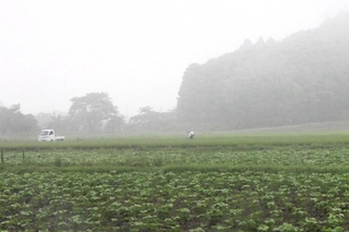 田畑を覆うように立ち込める朝霧＝丹波篠山市東古佐