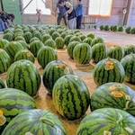 きめ細かな果肉と甘み　幻の味覚、大山スイカ　15軒が栽培、丹波篠山の特産　8月上旬頃まで販売