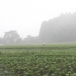 田畑を覆うように立ち込める朝霧＝丹波篠山市東古佐