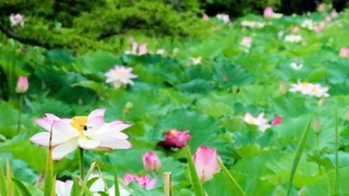 篠山城跡南堀で咲き誇るハスの花＝丹波篠山市北新町