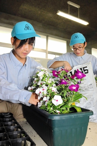 戦没者追悼式に向け、ニチニチソウの植え替えをする篠山産業高校の生徒＝丹波篠山市郡家