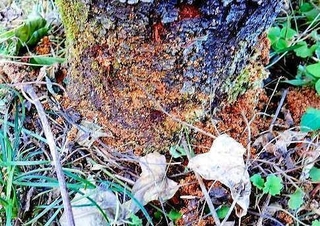 被害を受けたモモの木とフラス＝丹波篠山市福井（市提供）