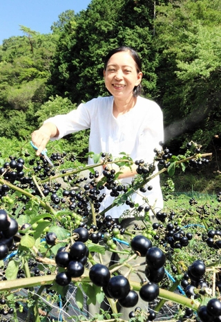 ガーデンハックルベリーを栽培し、収穫体験を企画している廣畑昌江さん＝丹波篠山市住山