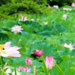 篠山城跡南堀で咲き誇るハスの花＝丹波篠山市北新町