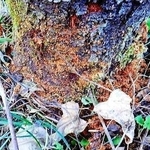 被害を受けたモモの木とフラス＝丹波篠山市福井（市提供）