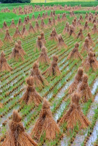 刈り終えた田んぼに並べられ、リズムのある風景をつくりだすわら束＝丹波市柏原町柏原