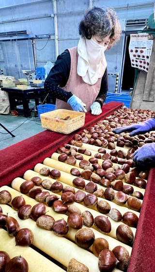 傷の有無などの確認を受けながら集荷される丹波栗＝丹波篠山市宇土