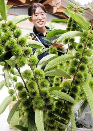 緑色の粒で見る人の目を楽しませる花栗＝足立栗園