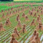 刈り終えた田んぼに並べられ、リズムのある風景をつくりだすわら束＝丹波市柏原町柏原