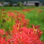 田畑の端に咲いたヒガンバナ。燃えるような赤が緑の中で目を引く＝丹波市柏原町小南