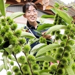緑色の粒で見る人の目を楽しませる花栗＝足立栗園