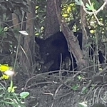 ツキノワグマに県内初の「緊急銃猟」　体重7キロ、殺処分　丹波