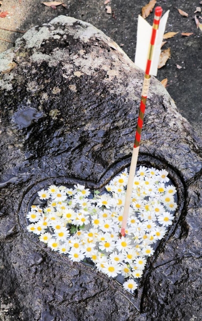 ノジギク＝加茂神社
