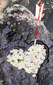 ノジギク＝加茂神社