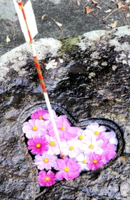 ピンクのコスモス＝加茂神社