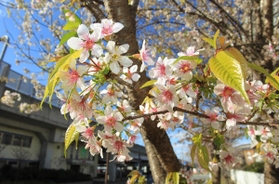 見頃を迎えたヒマラヤザクラ＝加古川市加古川町篠原町