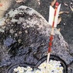 ノジギク＝加茂神社