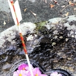 ピンクのコスモス＝加茂神社