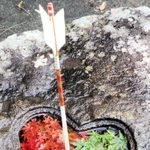紅葉と青葉＝加茂神社